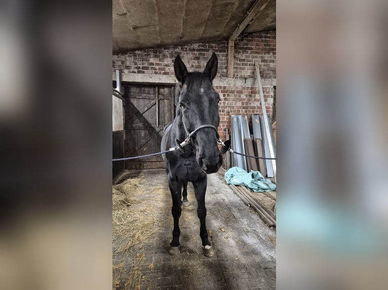 Hanovrien Hongre 7 Ans 177 cm Noir in Geestland