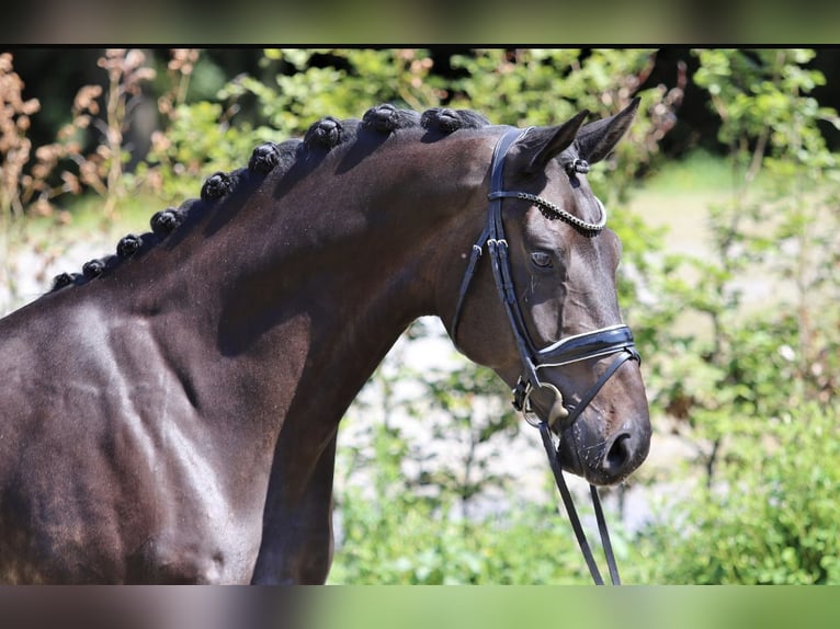 Hanovrien Hongre 7 Ans 178 cm Bai brun foncé in Dorsten