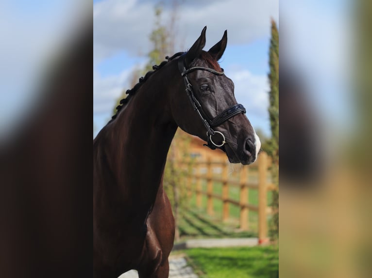 Hanovrien Hongre 7 Ans 178 cm Noir in Wien, Innere Stadt