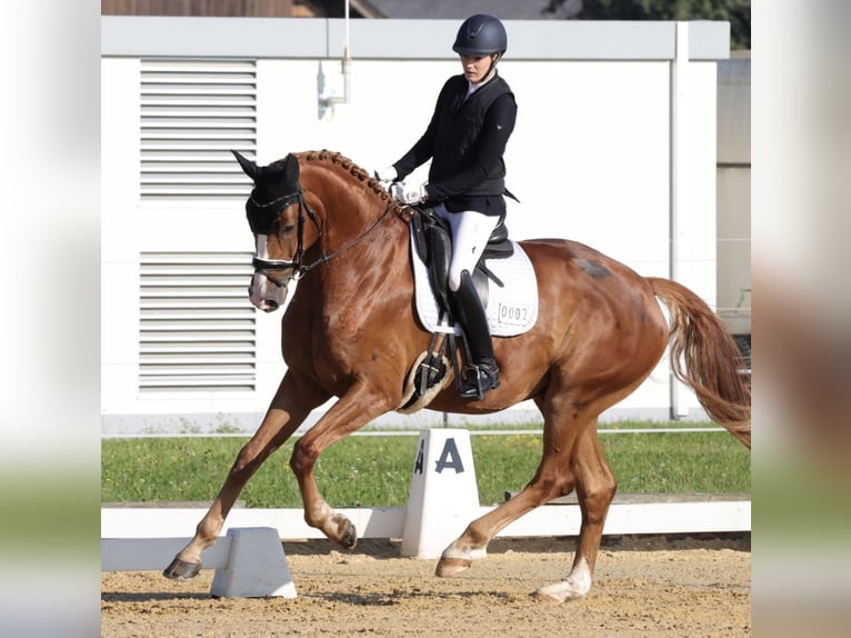 Hanovrien Hongre 7 Ans 179 cm Alezan in Bruck