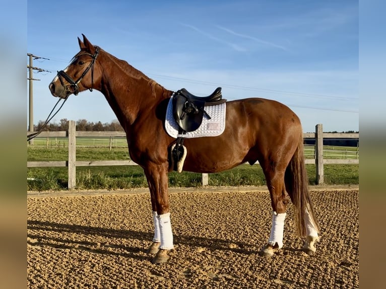 Hanovrien Hongre 7 Ans 179 cm Alezan in Bruck