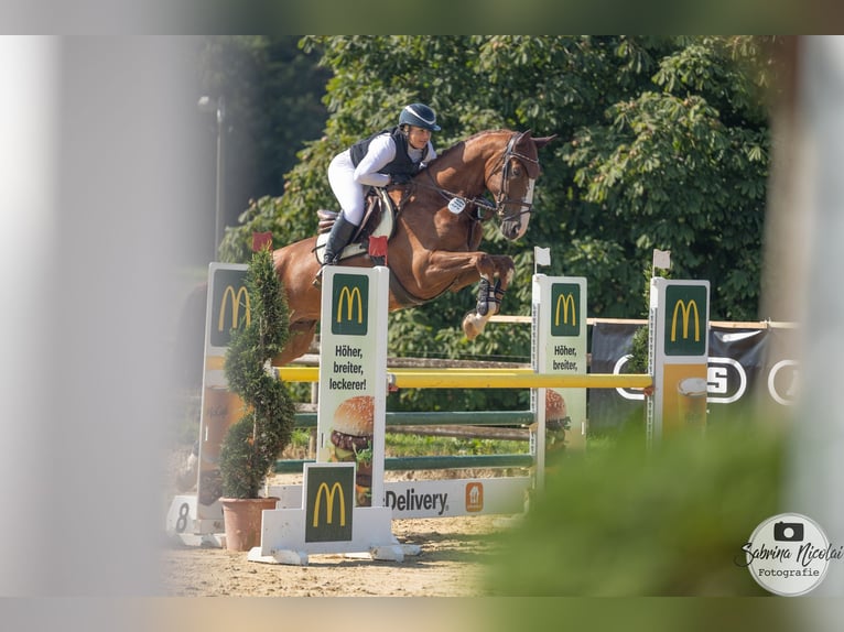 Hanovrien Hongre 7 Ans 179 cm Alezan in Bielefeld