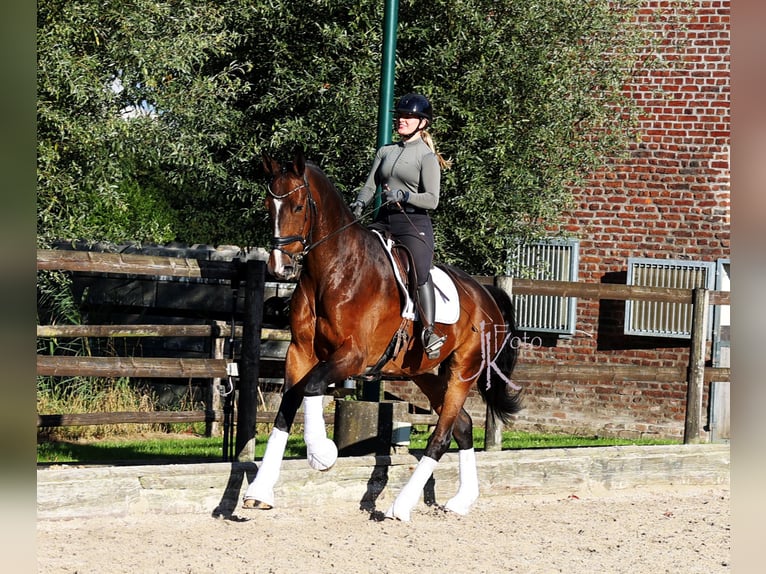 Hanovrien Hongre 7 Ans 179 cm Bai brun in Kempen