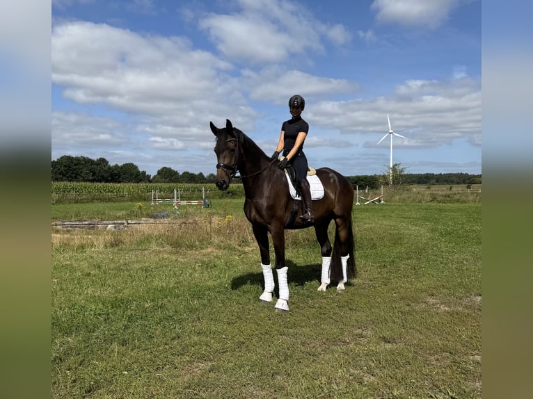 Hanovrien Hongre 7 Ans 180 cm Bai in Hollenstedt
