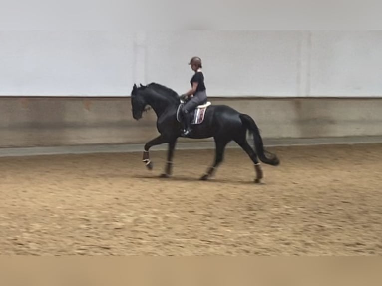 Hanovrien Hongre 7 Ans 186 cm Noir in Eurasburg