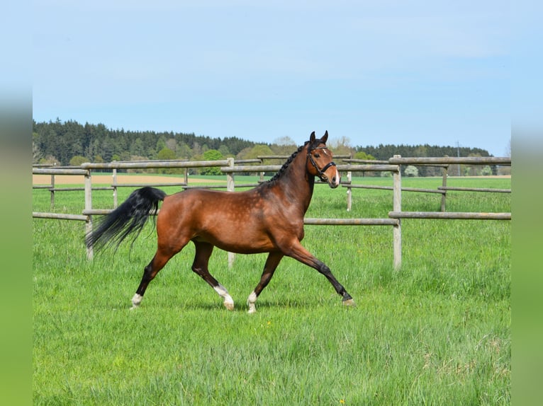 Hanovrien Hongre 8 Ans 162 cm Bai in Mittelstetten