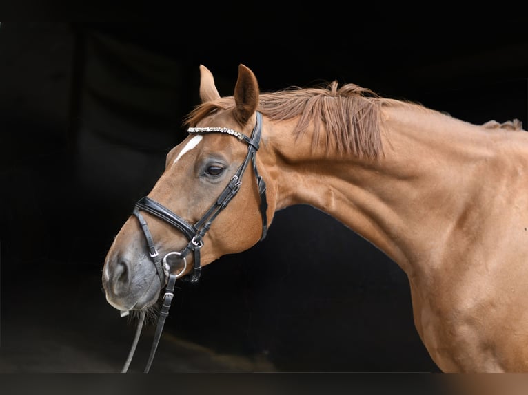 Hanovrien Hongre 8 Ans 163 cm Alezan in Geilenkirchen