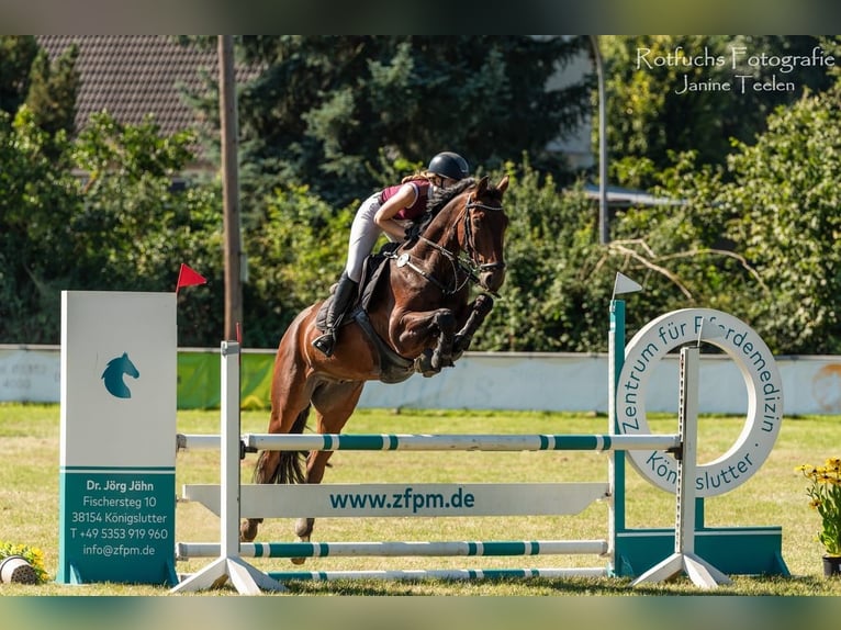 Hanovrien Hongre 8 Ans 163 cm Bai in Dannigkow