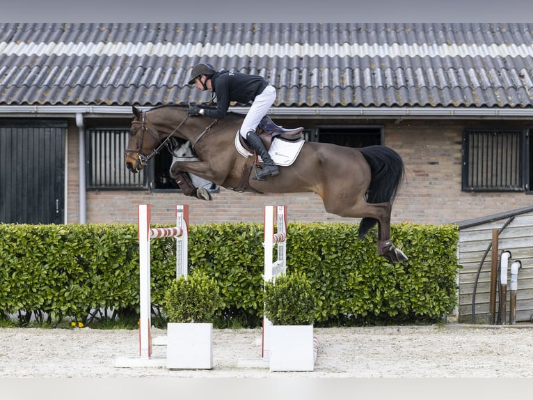 Hanovrien Hongre 8 Ans 163 cm  in Waddinxveen