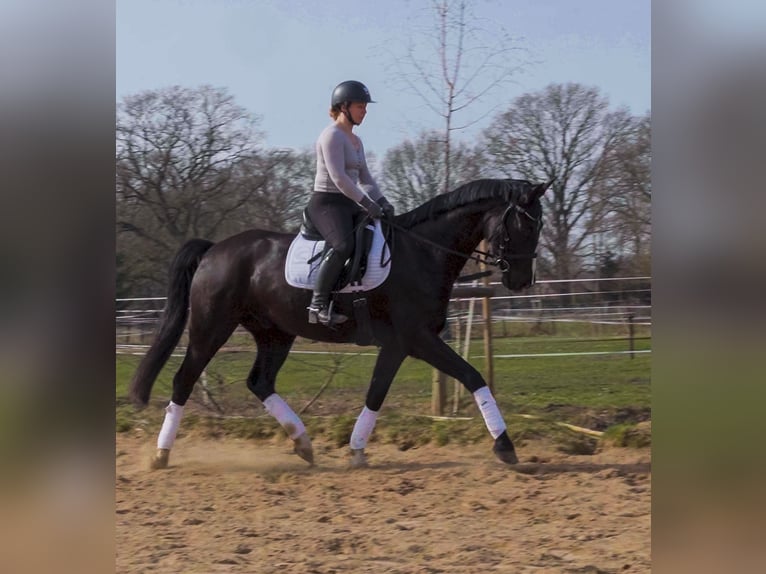 Hanovrien Hongre 8 Ans 165 cm Noir in Lilienthal