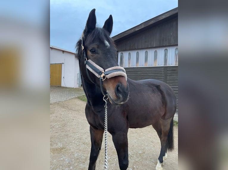 Hanovrien Hongre 8 Ans 166 cm Bai brun in Lehrberg