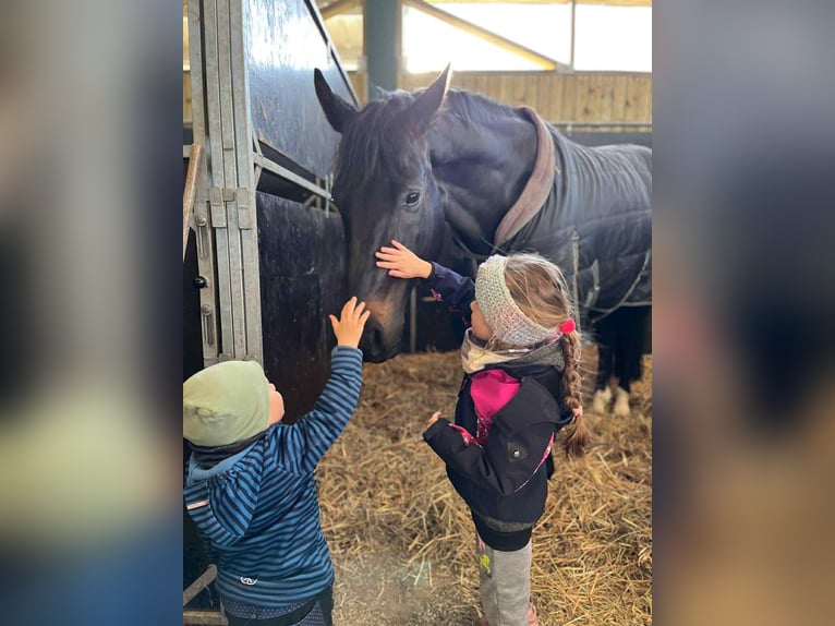 Hanovrien Hongre 8 Ans 166 cm Bai brun in Opalice