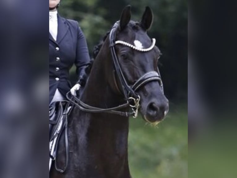 Hanovrien Hongre 8 Ans 166 cm Noir in Sauensiek