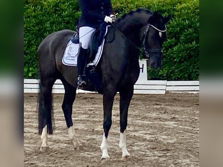 Hanovrien Hongre 8 Ans 166 cm Noir in Sauensiek