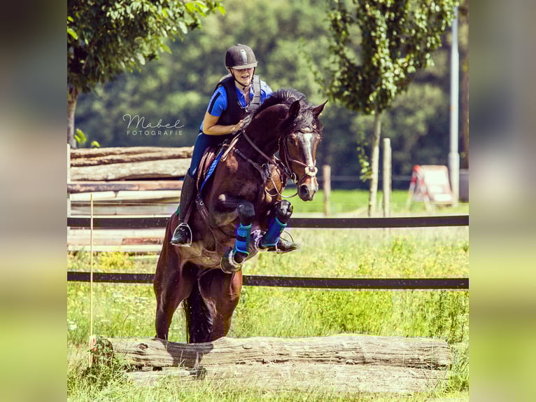 Hanovrien Hongre 8 Ans 167 cm Bai brun in Westervoort