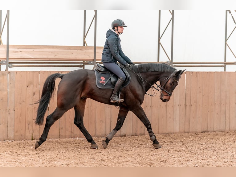 Hanovrien Hongre 8 Ans 167 cm Bai cerise in Zduchovice