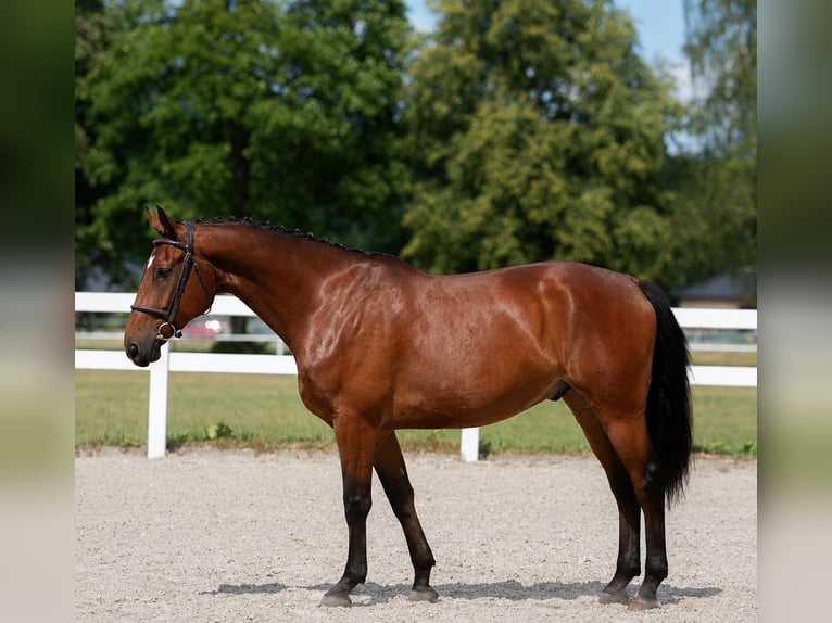 Hanovrien Hongre 8 Ans 167 cm Bai in Nový Jičín