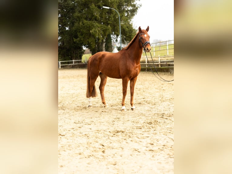 Hanovrien Hongre 8 Ans 168 cm Alezan in Iserlohn