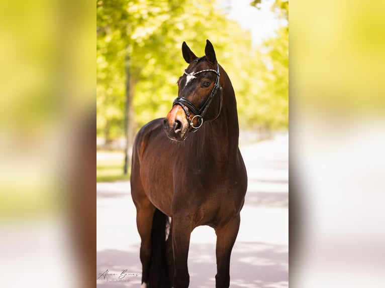 Hanovrien Hongre 8 Ans 168 cm Bai brun in Ebreichsdorf