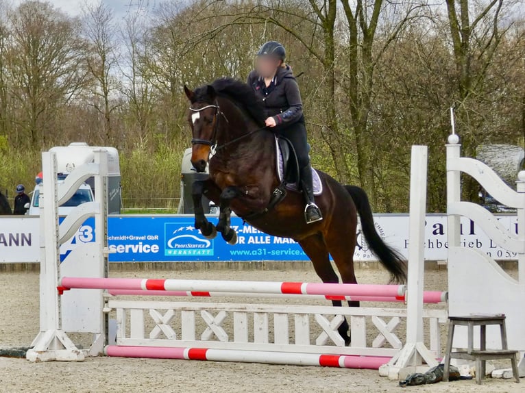 Hanovrien Hongre 8 Ans 168 cm Bai brun in Wietmarschen