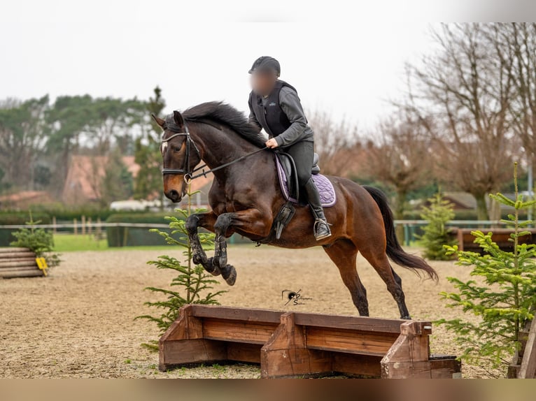 Hanovrien Hongre 8 Ans 168 cm Bai brun in Wietmarschen