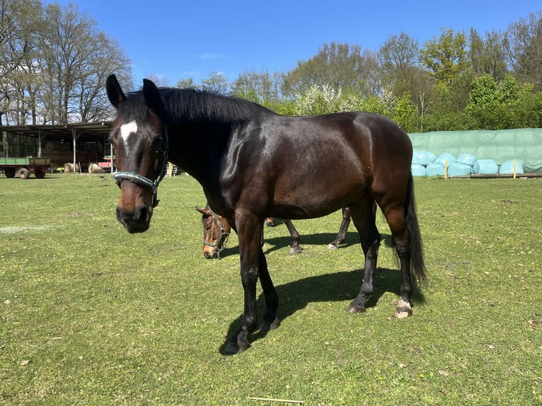Hanovrien Hongre 8 Ans 168 cm Bai brun in Wietmarschen