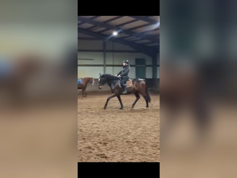 Hanovrien Hongre 8 Ans 168 cm Bai brun in Wietmarschen