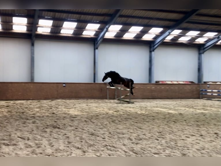 Hanovrien Hongre 8 Ans 168 cm Bai brun in Wietmarschen