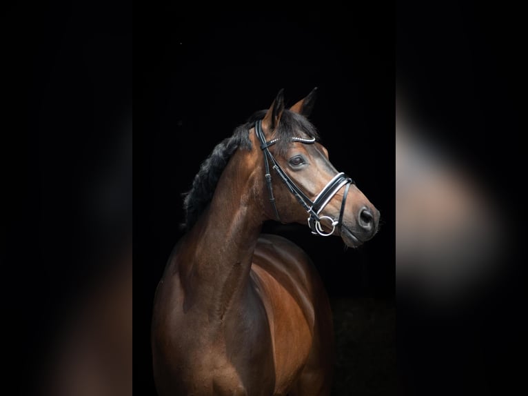 Hanovrien Hongre 8 Ans 168 cm Bai in Herbstein