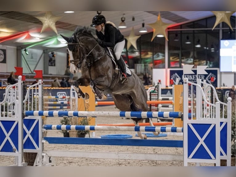 Hanovrien Hongre 8 Ans 168 cm in Horstmar