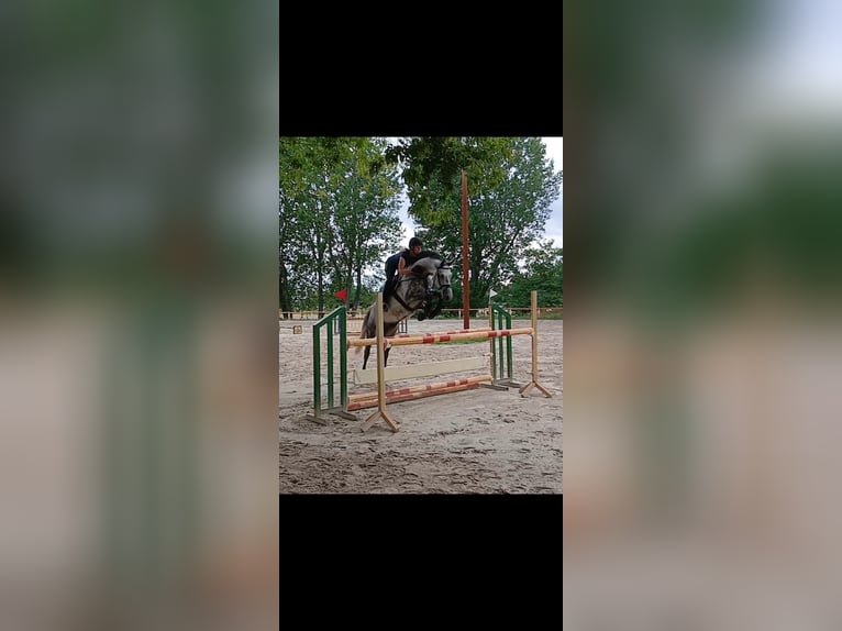 Hanovrien Hongre 8 Ans 168 cm Gris in Biterfeld-Wolfen OT Rödgen