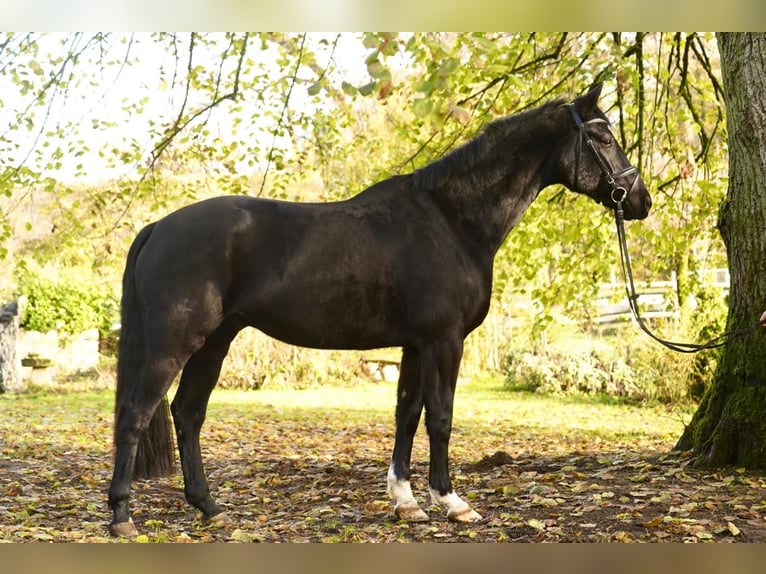 Hanovrien Hongre 8 Ans 168 cm Noir in Dorsten