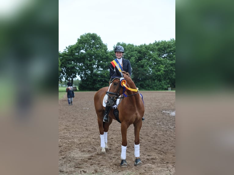 Hanovrien Hongre 8 Ans 169 cm Alezan in Hilgermissen