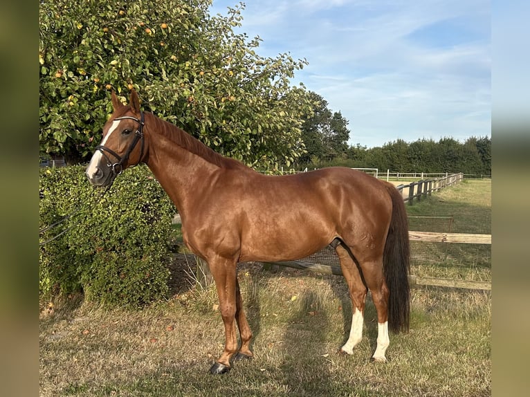 Hanovrien Hongre 8 Ans 169 cm Alezan in Hilgermissen