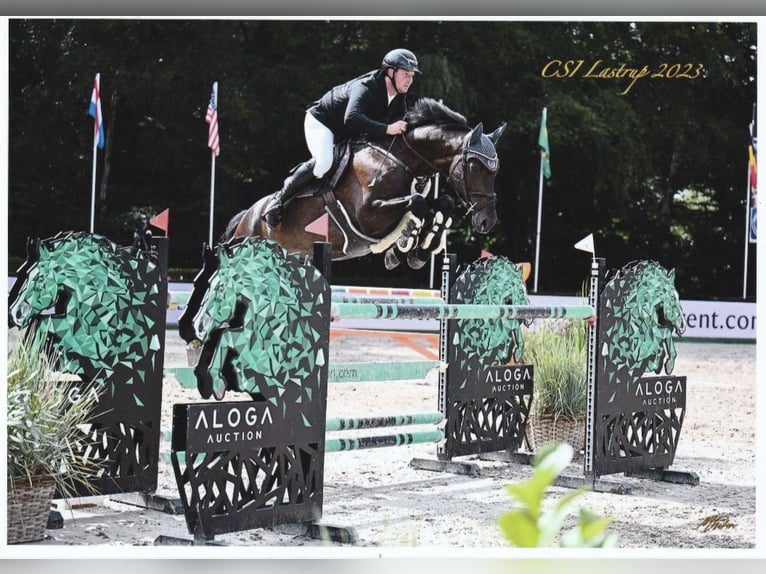 Hanovrien Hongre 8 Ans 169 cm Bai brun foncé in Moormerland