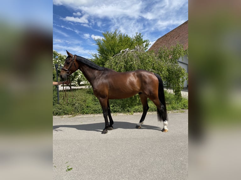 Hanovrien Hongre 8 Ans 169 cm Bai in Leutershausen