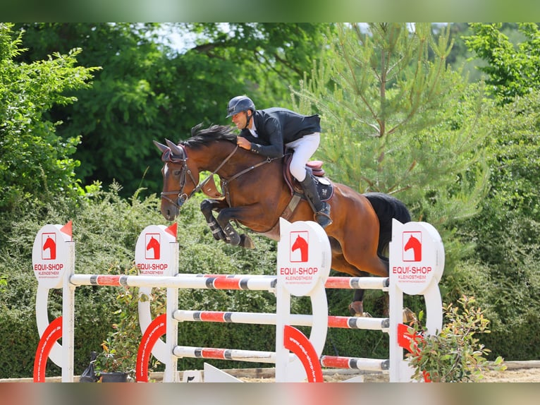 Hanovrien Hongre 8 Ans 169 cm Bai in Leutershausen