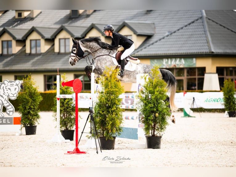 Hanovrien Hongre 8 Ans 169 cm Gris in Secymin Polski