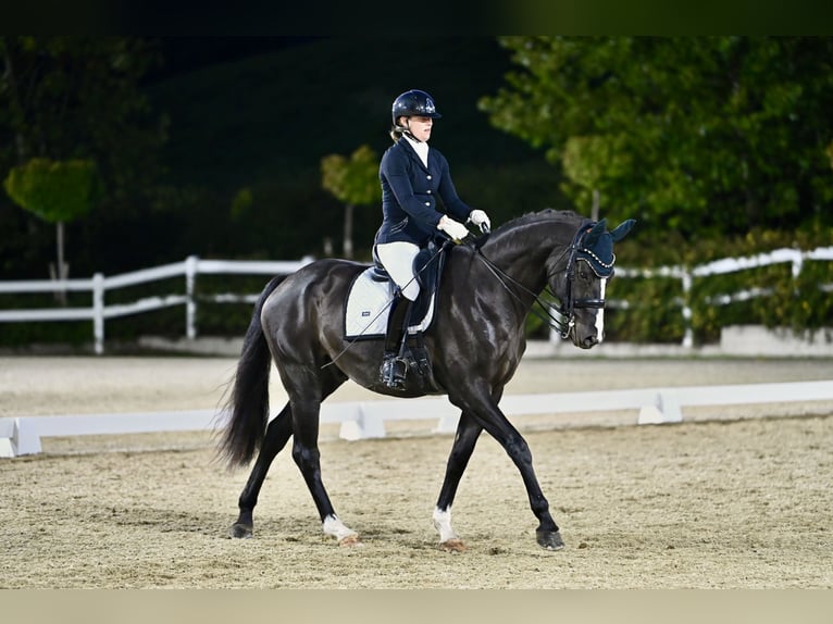 Hanovrien Hongre 8 Ans 169 cm Noir in Bodenkirchen