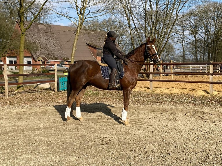 Hanovrien Hongre 8 Ans 170 cm Alezan brûlé in Kutenholz