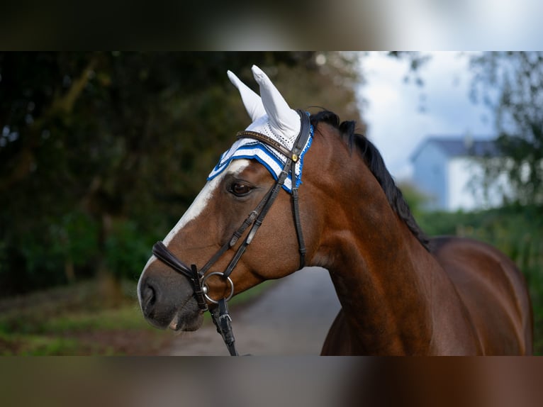 Hanovrien Hongre 8 Ans 170 cm Alezan brûlé in Baden-Baden