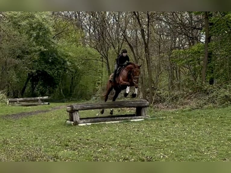 Hanovrien Hongre 8 Ans 170 cm Alezan in Heiligenhaus