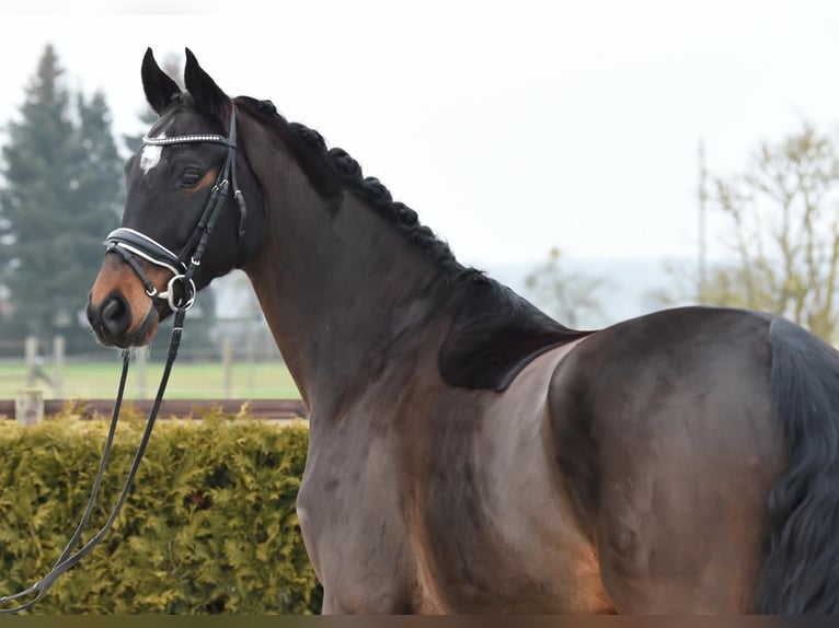 Hanovrien Hongre 8 Ans 170 cm Bai brun in Tiddische