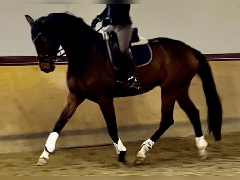 Hanovrien Hongre 8 Ans 170 cm Bai in Hildesheim