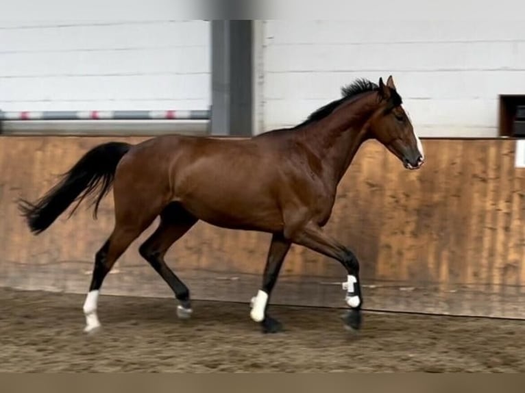 Hanovrien Hongre 8 Ans 170 cm Bai in Rheine