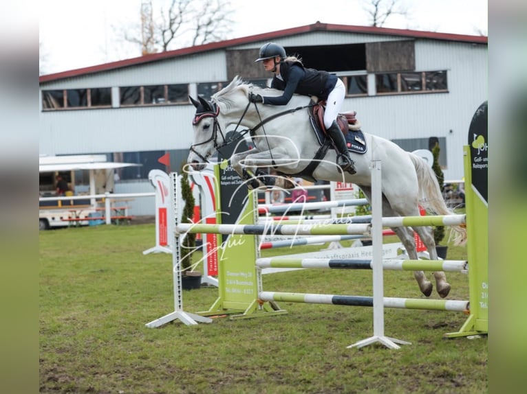 Hanovrien Hongre 8 Ans 170 cm Gris in Oerel