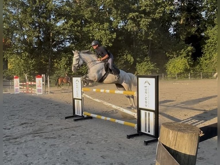 Hanovrien Hongre 8 Ans 170 cm Gris moucheté in St Nikolai im Sausal