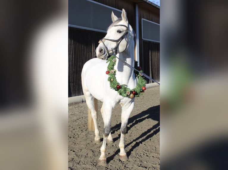 Hanovrien Hongre 8 Ans 170 cm Gris moucheté in St Nikolai im Sausal