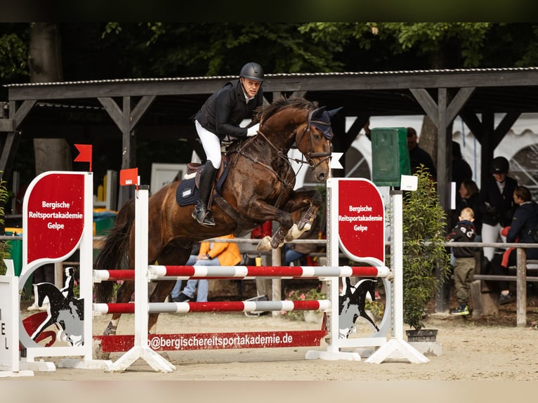 Hanovrien Hongre 8 Ans 171 cm Alezan brûlé in Langenfeld