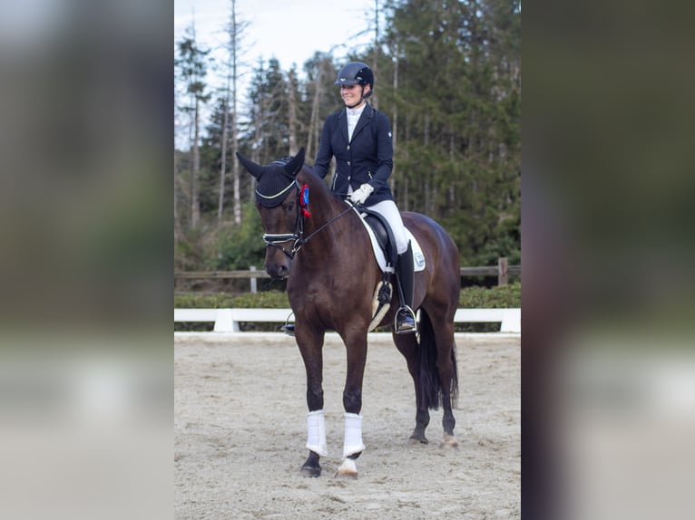 Hanovrien Hongre 8 Ans 172 cm Bai brun foncé in Vechta